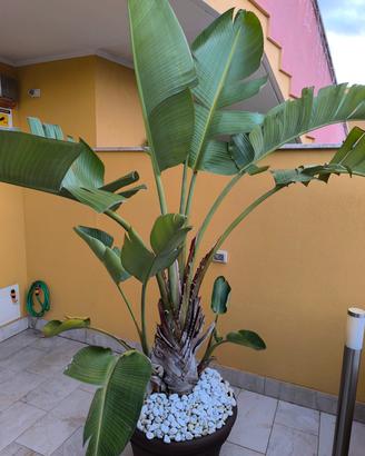 sterlizia gigante 