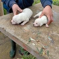 Cuccioli nati da poco