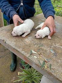 Cuccioli nati da poco