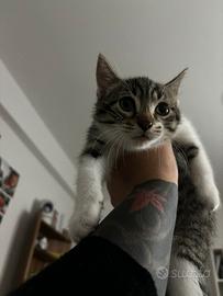 Dolcissimo Gattino