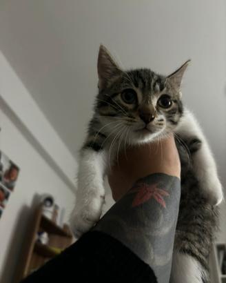 Dolcissimo Gattino