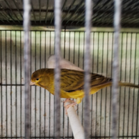 Canarino agata topazio