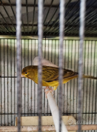 Canarino agata topazio