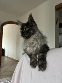 Maine coon per monte