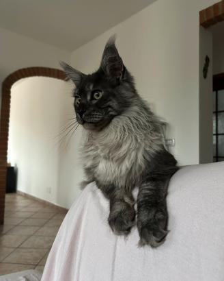 Maine coon per monte