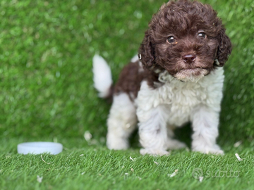 Lagotto romagnolo