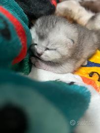 Gatti scottiah