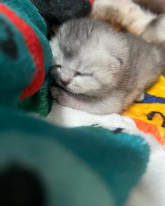 Gatti scottiah