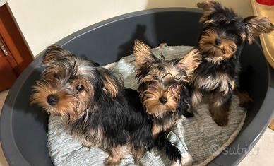 Yorkshire Terrier toy