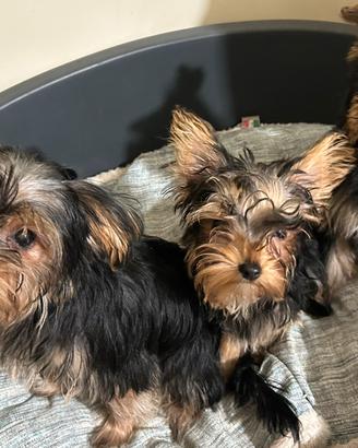 Yorkshire Terrier toy