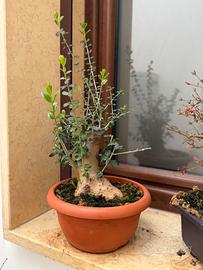 Olivastro bonsai