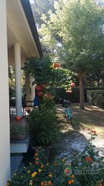 Ronchi Poveromo 4 km da Forte dei Marmi invernale