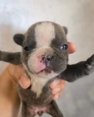 Bulldog francese maschio taglia piccola