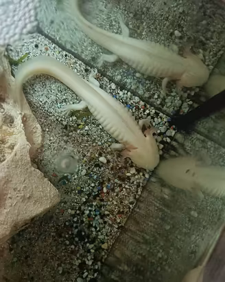 axolotl 