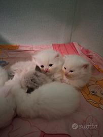 Gattini Ragdoll/persiano