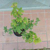 Pianta acero campestre in vaso h 45 - 50 cm acer