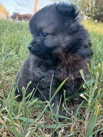 Spitz di pomerania maschio