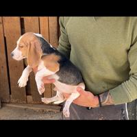 Cani da caccia Beagle