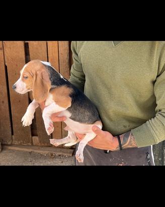 Cani da caccia Beagle