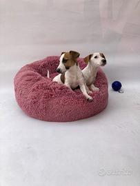 Jack Russel