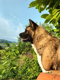 Akita americano maschio per monta con pedigree