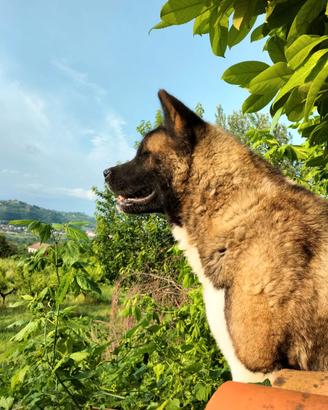 Akita americano maschio per monta con pedigree
