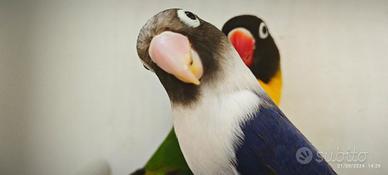 Coppia insep mascherato verde x cobalto