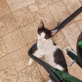 Gattino di quasi tre mesi