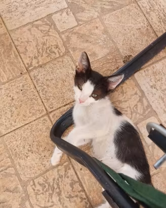 Gattino di quasi tre mesi