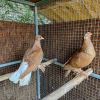Colombi sassonia gialli coda bianca