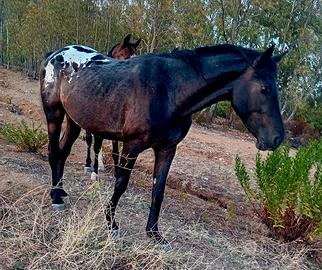 Cavallo appqloosa