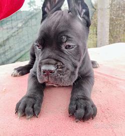 Cuccioli cane Corso