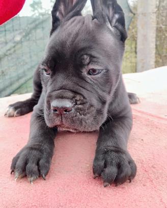 Cuccioli cane Corso
