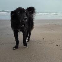 Adozione cagnolina dolcissima