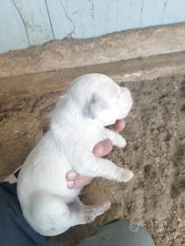 Parson Russell terrier