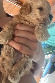 Barboncino mini toy con disabilità