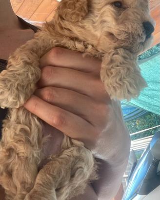 Barboncino mini toy con disabilità