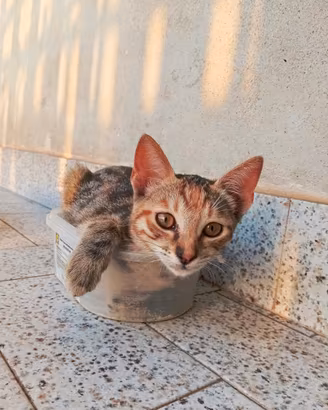 Gattina