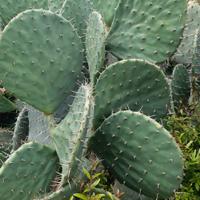 pale di opuntia robusta 