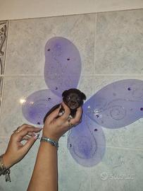 Cuccioli di chihuahua micro