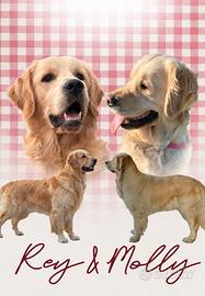 Cuccioli di Golden Retriever