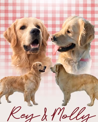 Cuccioli di Golden Retriever