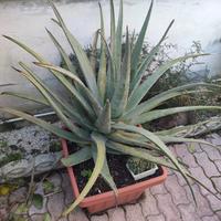 Polloni Aloe Vera