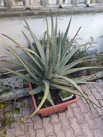 Polloni Aloe Vera