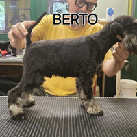 Schnauzer nani nero argento