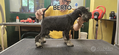 Schnauzer nani nero argento