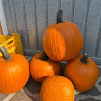 Arredamento zucca