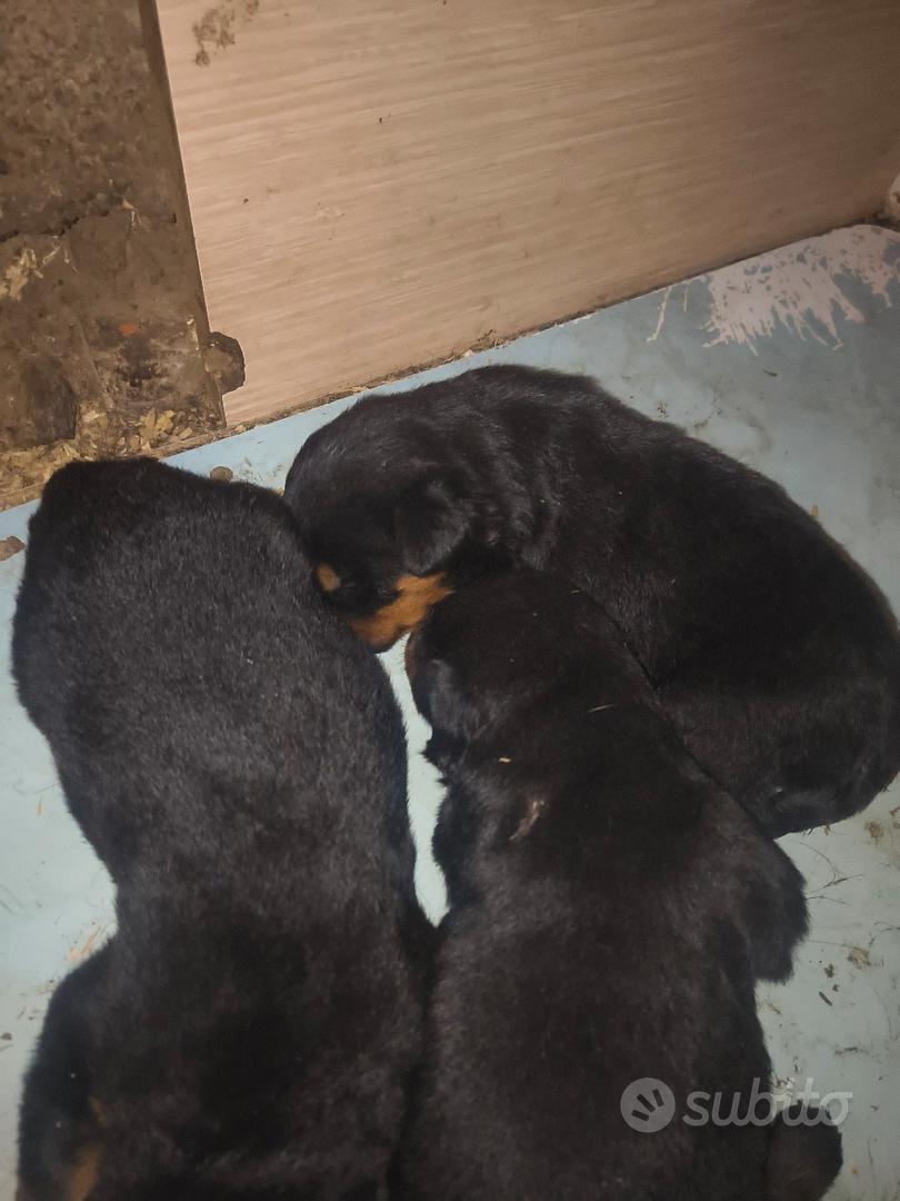 Cuccioli di Rottweiler!!! - Animali In vendita a Como