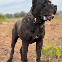Cane corso disponibile per monta