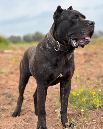 Cane corso disponibile per monta